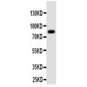 Proprotein convertase PC4 Antibody