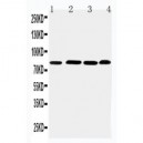 PROX1 Antibody