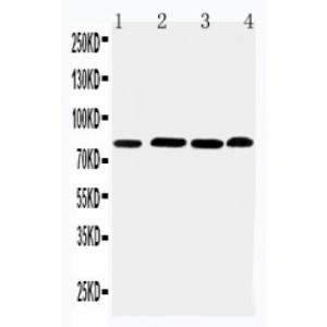 PROX1 Antibody