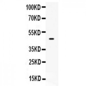 PTEN  Antibody