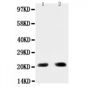 PUMA Antibody