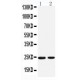 Rab2 Antibody