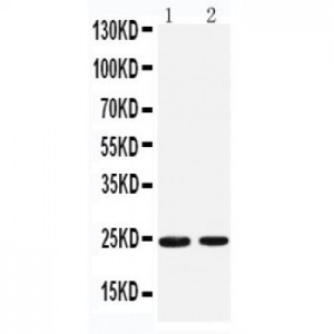 Rab2 Antibody