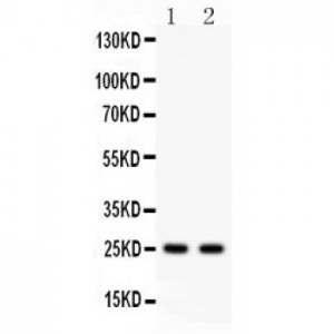 Rab3A  Antibody