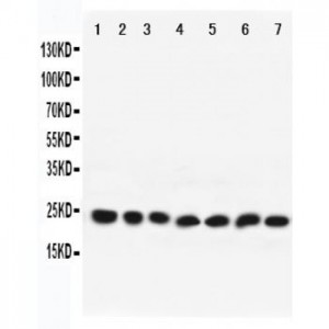 Rab9 Antibody