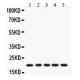 Rac1  Antibody