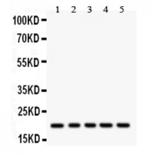 Rac1  Antibody