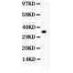 RACK1  Antibody