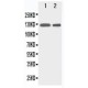 Rb2 p130 Antibody