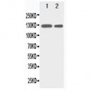 Rb2 p130 Antibody