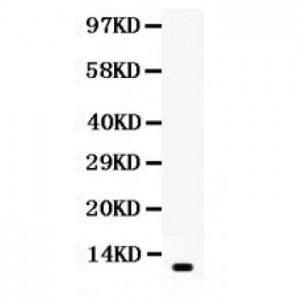 Resistin  Antibody