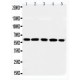 RGS14 Antibody