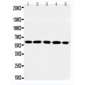 RGS14 Antibody