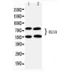 RGS9 Antibody