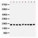 Ribonuclease A Antibody