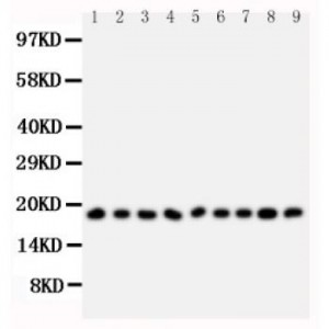 Ribonuclease A Antibody