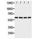 RIP2 Antibody