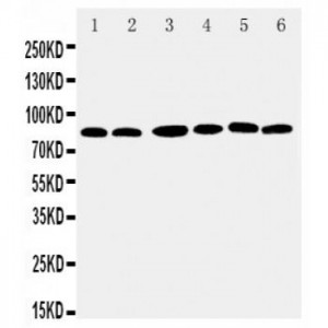 RSK1 p90 Antibody