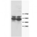 RUNX2 Antibody