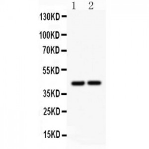 RUNX3 Antibody