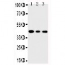 SAPK4 Antibody