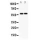 SCARB1  Antibody