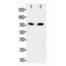 SDHA Antibody