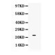 SECTM1  Antibody