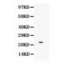 SECTM1  Antibody