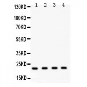 Securin Antibody