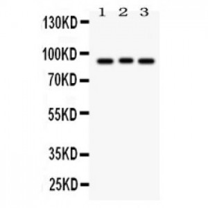 Semaphorin 3A  Antibody