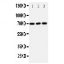 Serotonin transporter Antibody