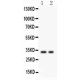 SFRP2  Antibody