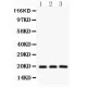 SFRS3  Antibody