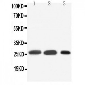 SFTPA1 Antibody