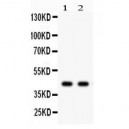 SGCA  Antibody