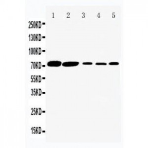 SGLT1 Antibody