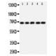 SHP2 Antibody