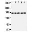 SHP2 Antibody