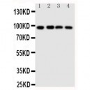 SIDT1 Antibody