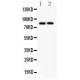 SLC15A2  Antibody