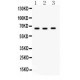 SLC19A1  Antibody