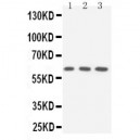 SLC22A3 Antibody