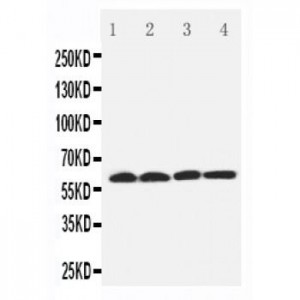 SLC22A7 Antibody