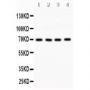 SLC6A4 Antibody