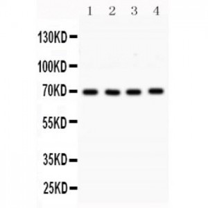 SLC6A4 Antibody