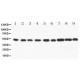 SMAD 1/2/3/5 Antibody