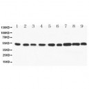 SMAD 1/2/3/5 Antibody