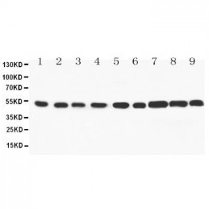 SMAD 1/2/3/5 Antibody