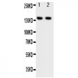 Smad Interacting Protein 1 Antibody